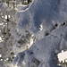 Die Bäume sind mit Schnee bedeckt.