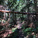 Im Aufstieg zum Freiberg / Setiče - Hier auf einem durch umgestürzte Bäume etwas wilderen Wegstück.