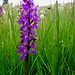 noch einmal treffen wir auf die farbintensiven Orchideen ...