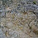 Das Geotop liefert Zeugnisse aus einer anderen Zeit: Wo sich heute das Nördlinger Ries befindet, lebten vor Millionen Jahren Cyanobakterien in einem Kratersee. Ihr Vermächtnis ist deutlich in der Felswand des ehemaligen Steinbruchs erkennbar.