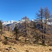 Lärchiges Spalier auf dem Weg zum Gipfel