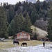 Unten am Fuß des Berges ist es kalt, die Pferde stört es hoffentlich nicht