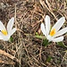 ... lässt doch auch noch Platz für diese Frühlingsblümchen