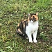 sie verdient unsere Beachtung - diese wunderschöne Katze