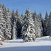 Der Neuschnee verzauberte die Wälder um den Gottschalkenberg.