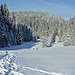Der Neuschnee verzauberte die Wälder um den Gottschalkenberg.