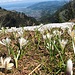 auch diese Frühlingsblumen - mit Karren- und Bodenseeblick - säumen den Weg ...