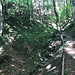 wildromantisch zurück ...