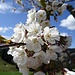 bei der Alp erfreuen uns diese Chriesi-Blüten ...