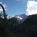 Agavenpflanze, in Quechua "Pita" genannt, hilft gegen Fieber.