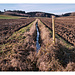 aus einem Lied von Johnny Cash aka Johannes Bargeld: "I walk the pipeline."