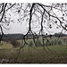 Wolken- und Baumverhangen