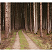 tiefer in den Wald
