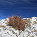 die letzten Meter zur Aiplspitze