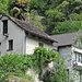 fast wie Regenwald: Ticino