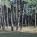 Rückweg durch den Kiefernwald.