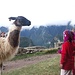 Ein dreistes Lama
