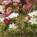 Roter Gletscher-Hahnenfuss (Ranunculus glacialis) und Alpen-Hornkraut (Cerastium alpinum)