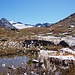 Wollgraspracht entlang des Wanderwegs