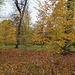 Herbst im Englischen Garten