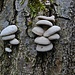 Baumpilze im Tal des Roten Mains.