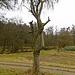 Ein in sich verschlungener Baum nahe der Bodenmühle.