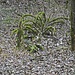 Spinne oder Baum?