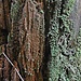 Im Detail zeigen sich die Kunstwerke der Natur.
