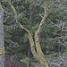 Alte moosbewachsene Bäume im Tal des Roten Mains.