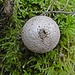 Ein Bovist, die Öffnung zur Freigabe der Sporen ist bereits vorhanden.