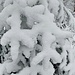 Schnee-Behang