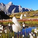 Alpines Hochmoor mit Wollgras am Obersee