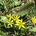 weitere Blumenpreziosen ...