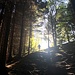 dem Sonnenschein entgegen