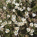 Blumenpracht der Krokusse 2