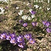 Blumenpracht der Krokusse 4