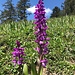 Orchideen ...