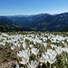 Blumenpracht der Krokusse 3