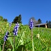 kleine, zierliche, Blüten - an der Sonne ..