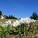 Blumenpracht der Krokusse 6 - wie auch diejenige ...