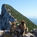 Affenfamilie am Gipfel