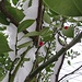 Ruscus aculeatus L<br />Asparagaceae<br /><br />Ruscolo pungitopo<br />Petit houx, Fragon piquant<br />Mäusedorn 
