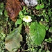 Primula acaulis (L.) L. <br />Primulaceae<br /><br />Primula comune<br />Primevère acaule <br />Stängellose Schlüsselblume, Schaftlose Primel <br />