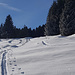 Erstaunlich schöner Pulverschnee in den Waldpartien