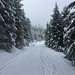 Im Schneitwald.