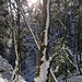 Waldstimmung