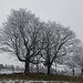 Winterliche Bäume