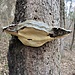 Un enorme fungo saprofita sul tronco di un albero morto.