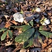 Helleborus niger L.<br />Ranunculaceae <br /><br />Elleboro bianco<br />Rose de Noël <br />Christrose, Schneerose <br />