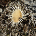 Kleiner Sonnenschein: gut erhaltene Silberdistel am Gantrisch S-Grat